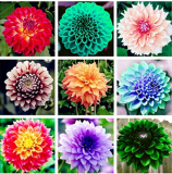 22 Kinds of Dahlia Bonsai, Type Flower Dahlia Pachyderms Flower Plant Bonsai Flowers Symbolizes Courage and Lucky - 50 Pcs Flore - (Color: Mixed)