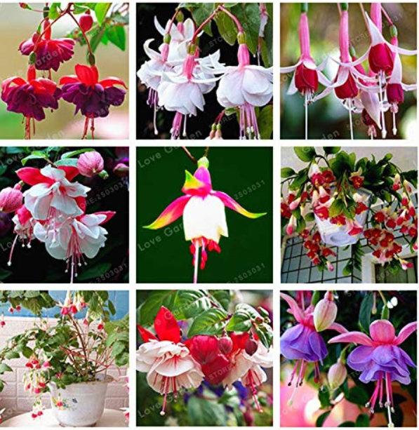 Purple Double Petals Fuchsia Bonsai Potted Flower Bonsai Potted Plants Hanging Fuchsia Flowers 100 Pcs/Bag - (Color: Mix)