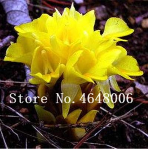 50 Pcs Thailand Pink Curcuma Bonsai Also Called Siam Tulip Rare Flower Bonsai a Member of The Zingeraceae Family Garden Plant