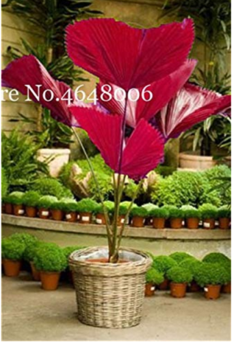 100 Pcs/Bag Purple Travelers Palm Flores Bonsai, Ravenala Madagascariensis Chinese Fan Palm Plant,Tall Evergreen Tree DIY Garden