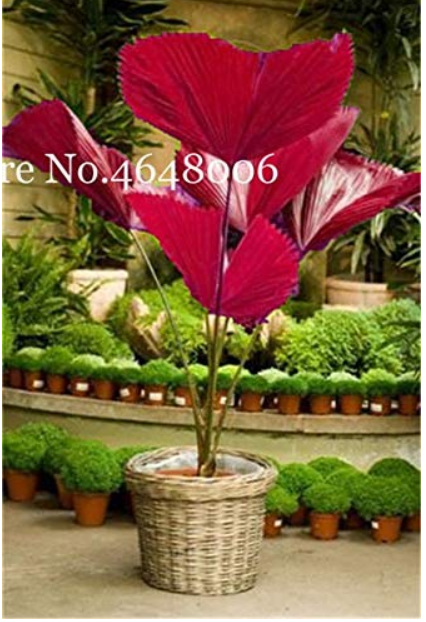 100 Pcs/Bag Purple Travelers Palm Flores Bonsai, Ravenala Madagascariensis Chinese Fan Palm Plant,Tall Evergreen Tree DIY Garden