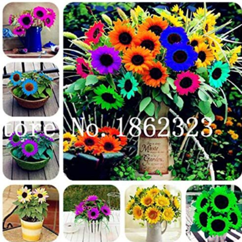 30 Pcs Mini Multi-Colored Dwarf Sunflower Bonsai Perennial Flower Bonsai Sunflower Bponsai Potted Plant Home Garden - (Color: Mixed)