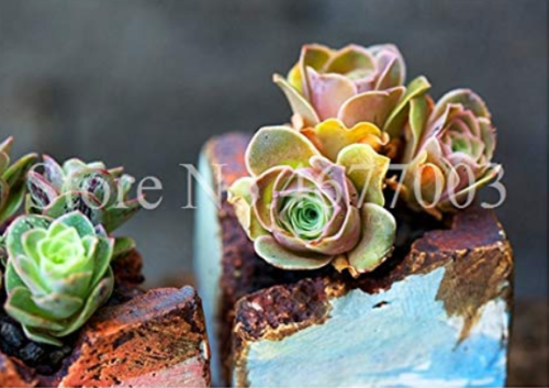 100 Pcs Mountain Rose Bonsai Green Rose Garden Rare Succulent Potted Flower for Indoor Succulent Plants for Flower Pot Planter