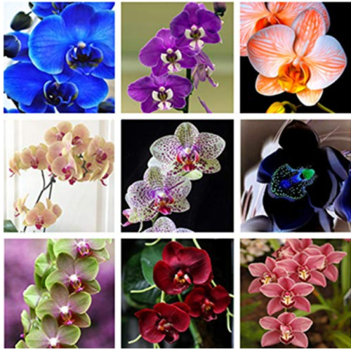 200 Pcs Phalaenopsis Orchid Bonsai Butterfly Orchid Potted Plant Phalaenopsis Orchid Indoor Flowers Bonsai Potted Home Garden