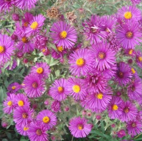 100pcs/lot Aster Novi-belgii Flower Home Garden
