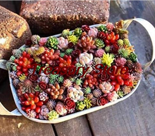 200 pcs/Bag Exotic Mini Succulent Cactus Rare Succulent Perennial Herb Plants Seed Pot Flower Indoor for Garden Flore Pot