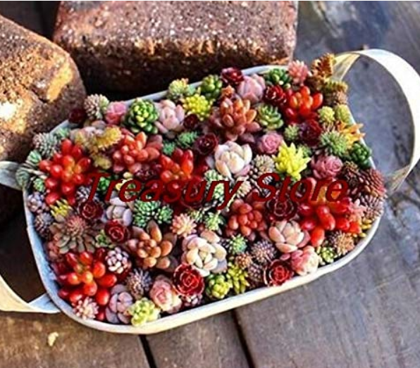 200 pcs/Bag Exotic Mini Succulent Cactus Rare Succulent Perennial Herb Plants Seed Pot Flower Indoor for Garden Flore Pot