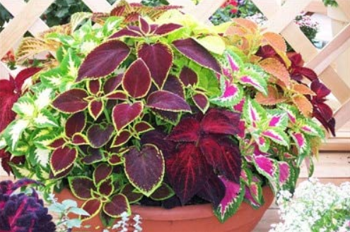 100Pcs Begonia Bonsai Flower Plant for Plant Home Garden Courtyard Balcony Coleus Potted Plant Semenatsvety Room Flower