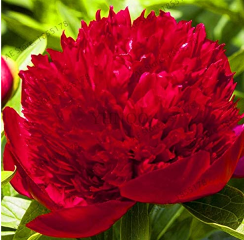 10pcs Rare Peony Plants,Top Brass Peony, 21 Colors to Choose Bonsai Flower Garden, Chinese National Flower
