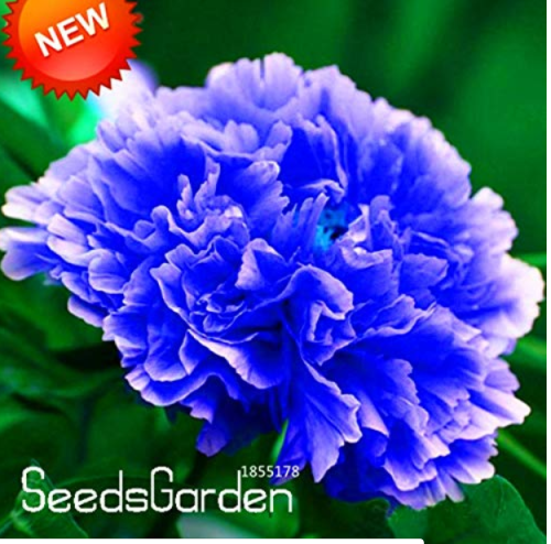 Chinese Rare and Precious Species of Blue Peony Flower Bonsai 10 Pcs/lot