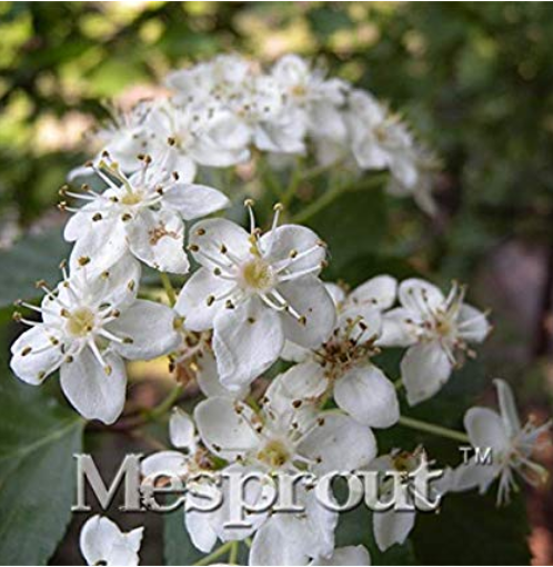 100PCS Double Color Viburnum Sargentii Bonsai Potted Garden Flower Bonsai Potted Ornamental Plants Viburnum Sargentii