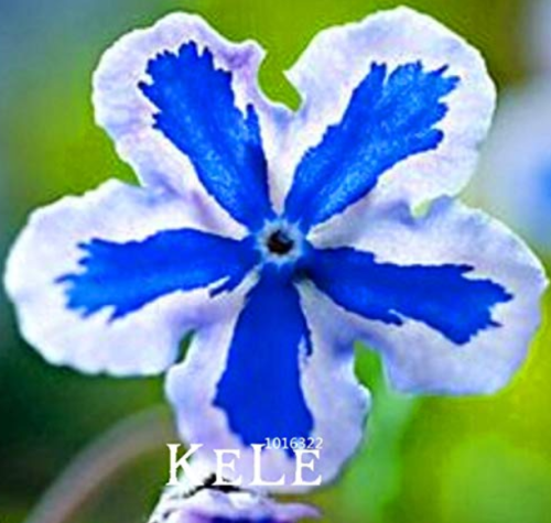 100 Pieces/Pack American Forget-me-not Flower Bonsai Starry Eyes Potted Plants for Home Garden