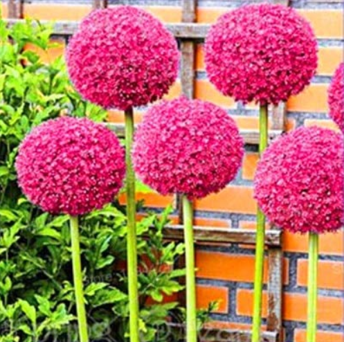 100pcs/bag Allium giganteum Allium Flower Plants Beautiful Flower Plantas Balcony Potted Flowers Bonsai gardenling Plant