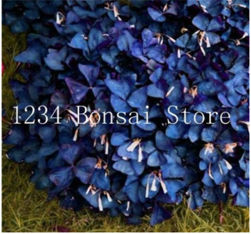 100 pcs Sensitive Plant Grass Flower Bonsai, Four Leaf Lover Bonsai, Sensitive Plants Bashful Grass Potted Plants