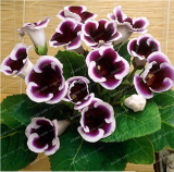 Gloxinia Bonsai Sinningia Gloxinia Flower Bonsai Home Bonsai DIY for Garden Ornamental-Plant 100PCS