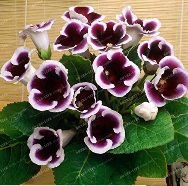 Gloxinia Bonsai Sinningia Gloxinia Flower Bonsai Home Bonsai DIY for Garden Ornamental-Plant 100PCS