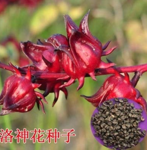 50PCS Fresh 100% Real Roselle semillas - Flower Plant Sementes