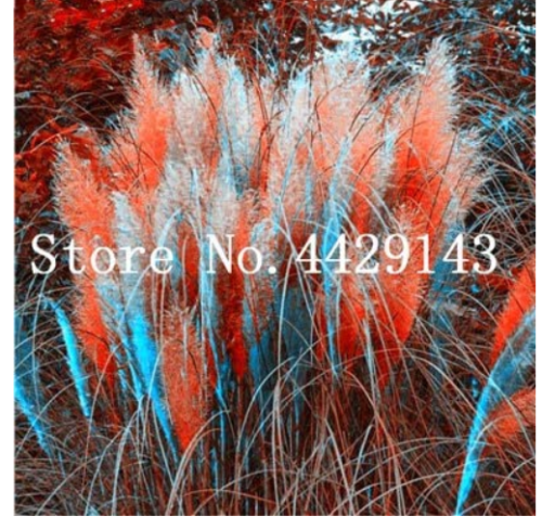 150 pcs Rare Colorful Pampas Grass Cortaderia Seed are Very Beautiful Garden Flower Plants Cortaderia Selloana Decorative