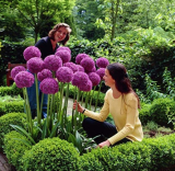 200 pcs Giant Allium Giganteum Seed Flower Plant Purple Allium Gorgeous Flower Germination Rate of 95%