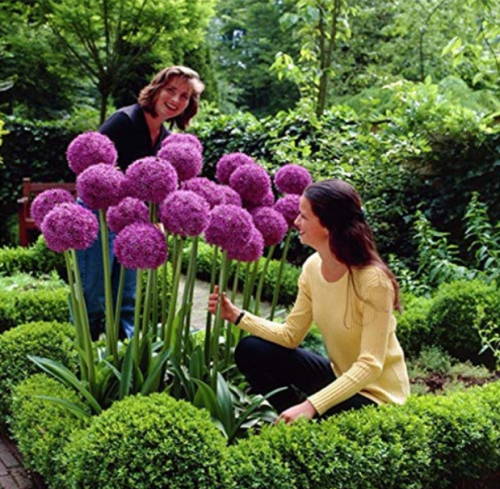 200 pcs Giant Allium Giganteum Seed Flower Plant Purple Allium Gorgeous Flower Germination Rate of 95%