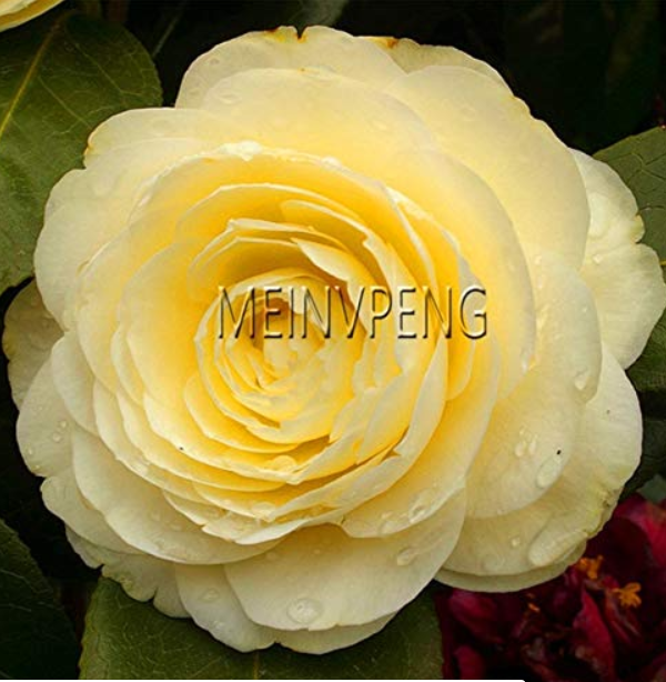 13 Colors Available Many Varieties Camellia Flores Potted Plants Garden Flower Planten Camellia Bonsai Tree