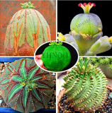 Euphorbia obesa Basketball Sea Urchin Bonsai,100 Pieces, Living Baseball Golf Ball Succulent Plant.