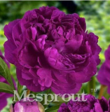 10PCS Precious China Peony Flower Bonsai Potted Flowers Bonsai Plant Bonsai for Home Garden