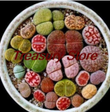 200 pcs/Bag Exotic Mini Succulent Cactus Rare Succulent Perennial Herb Plants Seed Pot Flower Indoor for Garden Flore Pot