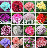50 pcs Mini Geranium Seeds, 23 Colors Flower Perennial Seeds Pelargonium peltatum Potted Plants Geranium for Home Garden: Mixed