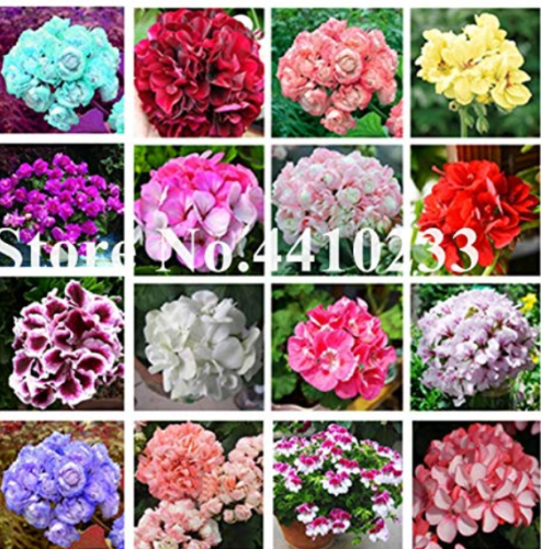 50 pcs Mini Geranium Seeds, 23 Colors Flower Perennial Seeds Pelargonium peltatum Potted Plants Geranium for Home Garden: Mixed