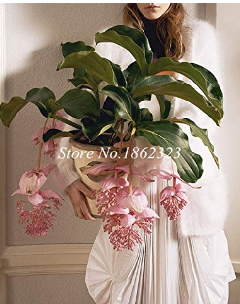 Medinilla Magnifica Plant Very Beautiful Bonsai Flower Plant for Home Garden Decoration Flower Plant 100Pc Office Desktop Flower