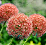 200 pcs Giant Allium Giganteum Seed Flower Plant Purple Allium Gorgeous Flower Germination Rate of 95%