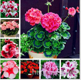 50 Pcs Geranium Seed Rare Variegated Geranium Flower Potted Winter Perennial Pelargonium Plant for Home Garden Planting