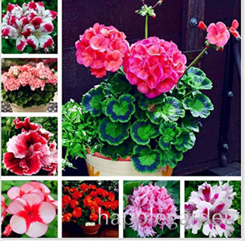 50 Pcs Geranium Seed Rare Variegated Geranium Flower Potted Winter Perennial Pelargonium Plant for Home Garden Planting