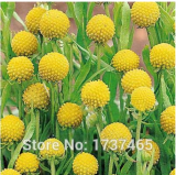 30pcs Craspedia Globosa Billy Button Flower Potted Plants Home Garden
