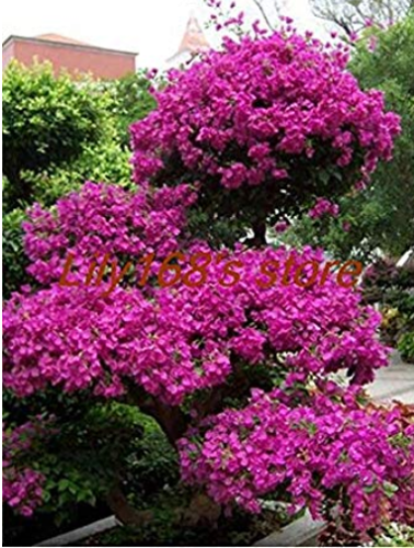 Rare Beautiful Seed Bougainvillea Seed Balcony Seed Family Garden Garden Bungalow Seed 100 pcs