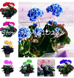 30 Pcs Bonsai Geranium,Perennial Bonsai Flower Plantas Pelargonium Peltatum Seedling Potted Geranium for Home Garden Houseplant - (Color: Mix)