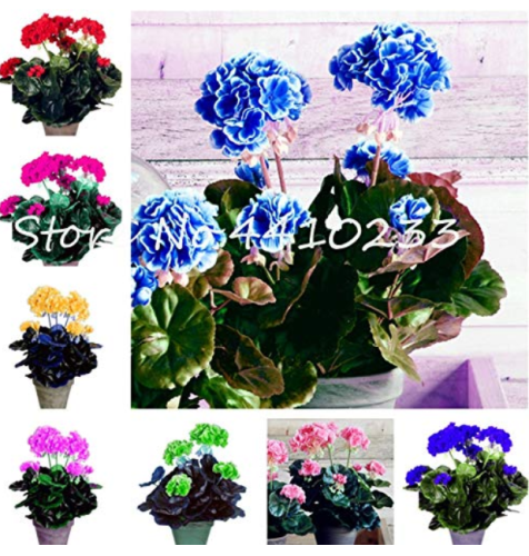 30 Pcs Bonsai Geranium,Perennial Bonsai Flower Plantas Pelargonium Peltatum Seedling Potted Geranium for Home Garden Houseplant - (Color: Mix)