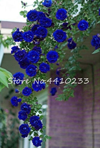 100 Pcs Thailand Climbing Beautyful Rose Bonsai Flowers Rare Mutli-Color Rose Bonsai Climbing Plants for Home & Garden