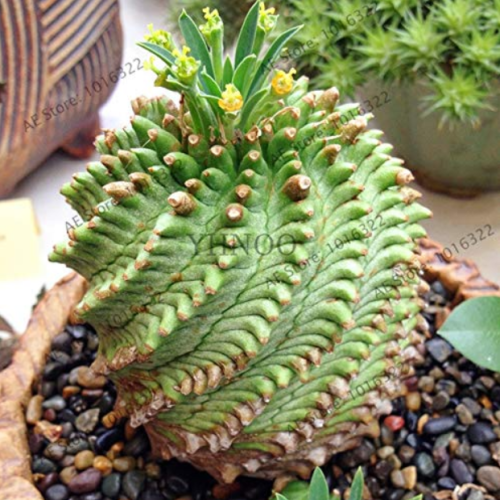 Euphorbia obesa Basketball Sea Urchin Bonsai,100 Pieces, Living Baseball Golf Ball Succulent Plant