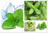 Spearminted Mint Bonsai Bergamot Sweet Horse Mint Bonsai high Germination Radiation Protection & purify air 100pcs