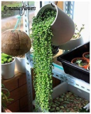 100pcs Green Chlorophytum Pearls Bonsai Hanging Potted Type with Chlorophytum Flower Plant Spring Grass Home Garden Succulents