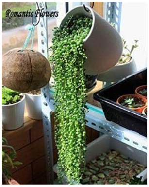 100pcs Green Chlorophytum Pearls Bonsai Hanging Potted Type with Chlorophytum Flower Plant Spring Grass Home Garden Succulents