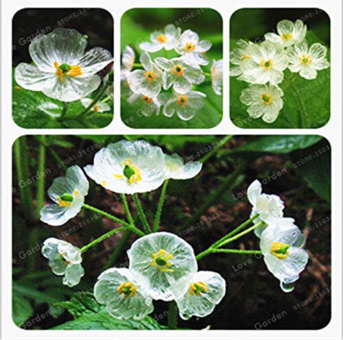 Skeleton Flowers Bonsai 5 Pcs Diphylleia Grayi Bonsai Rare Exotic Plant Water Becomes Transparent Interest Potted Plant
