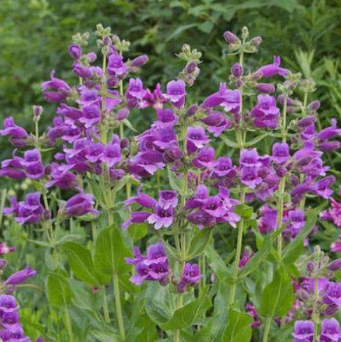 200pcs/lot Mixed Beardtongues Penstemon Perennial Flowering