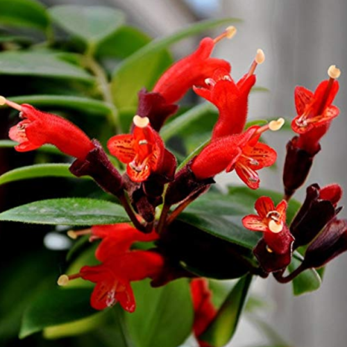 Rare Flower Lipstick Flower Garden Plants Bonsai Plants Potted 100 Pieces/Lot