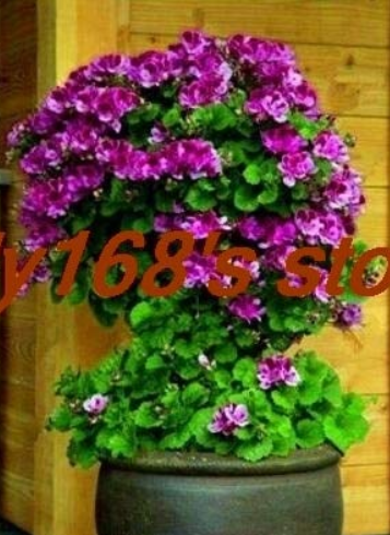 200 pcs Rare Climbing Geranium Pelargonium Peltatum Tree Seed Perennial Flower Indoor Rooms Garden Potted Plant Easy Grow