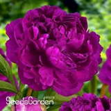Chinese Rare and Precious Species of Blue Peony Flower Bonsai 10 Pcs/lot