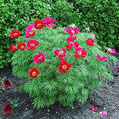 10 Pcs Paeonia Tenuifolia Bonsai Fernleaf Peony Bonsai Peony Flower Double Flowering Fernleaf Peony Rubra Plena Garden