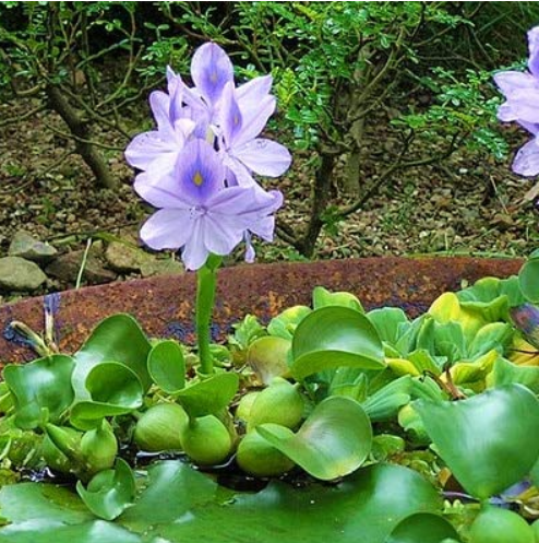 100pcs Fresh Real shuihulu semillas - Eichhornia crassipes Aquatic Plants sementes